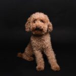 Feelgoodmanager Joschi at ad publica Public Relations GmbH